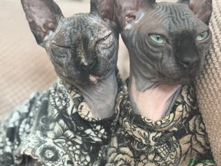 Sphynx cats Peppa and Gomez - Advert 2