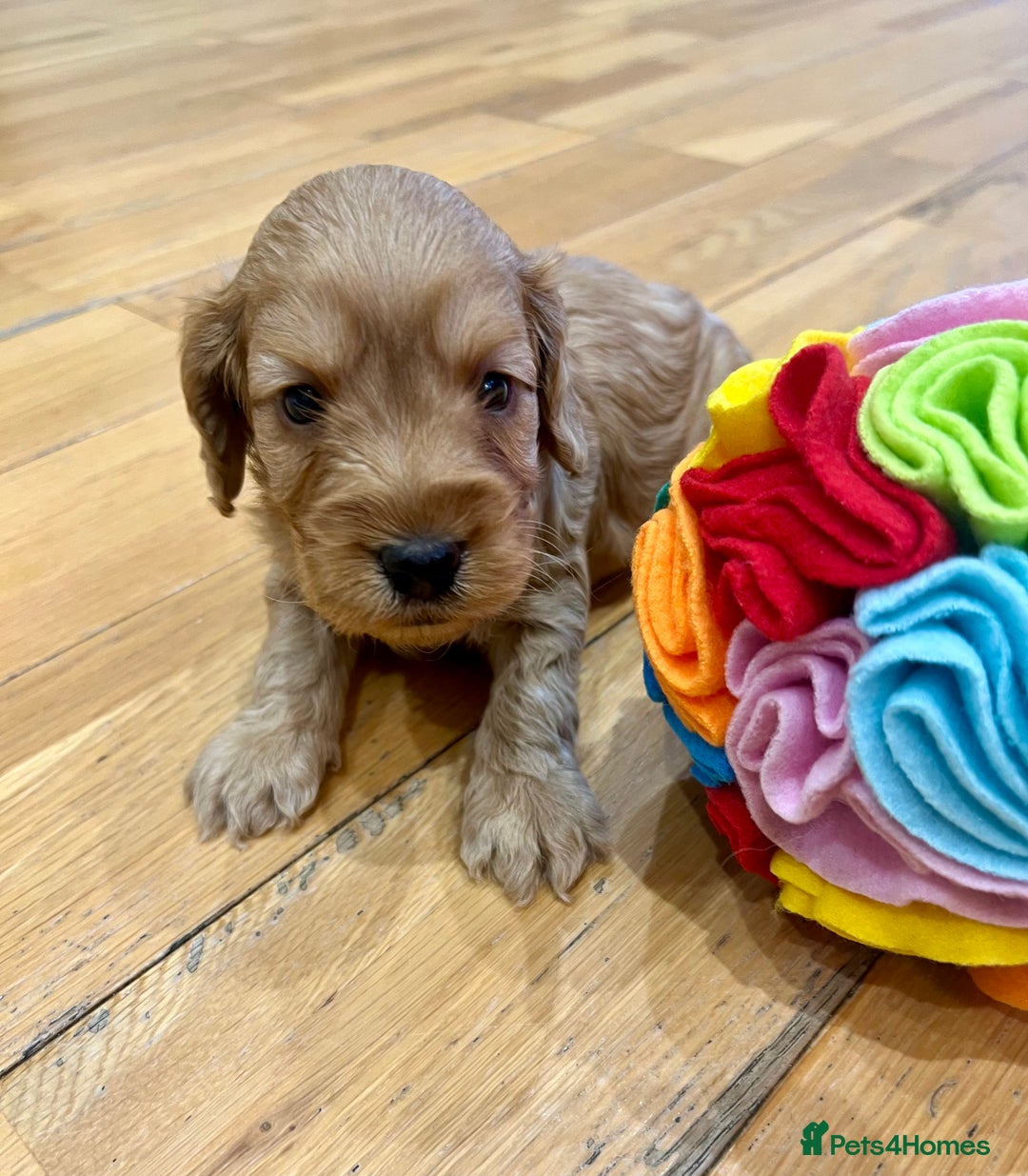 Cockapoo dogs for sale: ♥️Fabulous Toy Cockapoo Puppies Kc Reg Parents - Advert 21