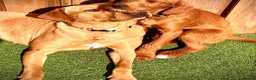 Labradoodle dogs for sale: keiras red fox miniature labradoodles  - Advert 31