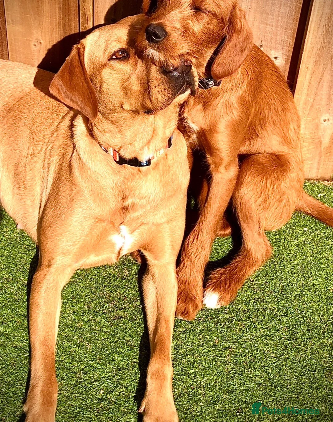 Labradoodle dogs for sale: keiras red fox miniature labradoodles  - Advert 31