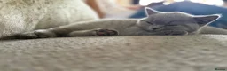 British Shorthair cats for sale: Last girl, collection 21/8  - Advert 6
