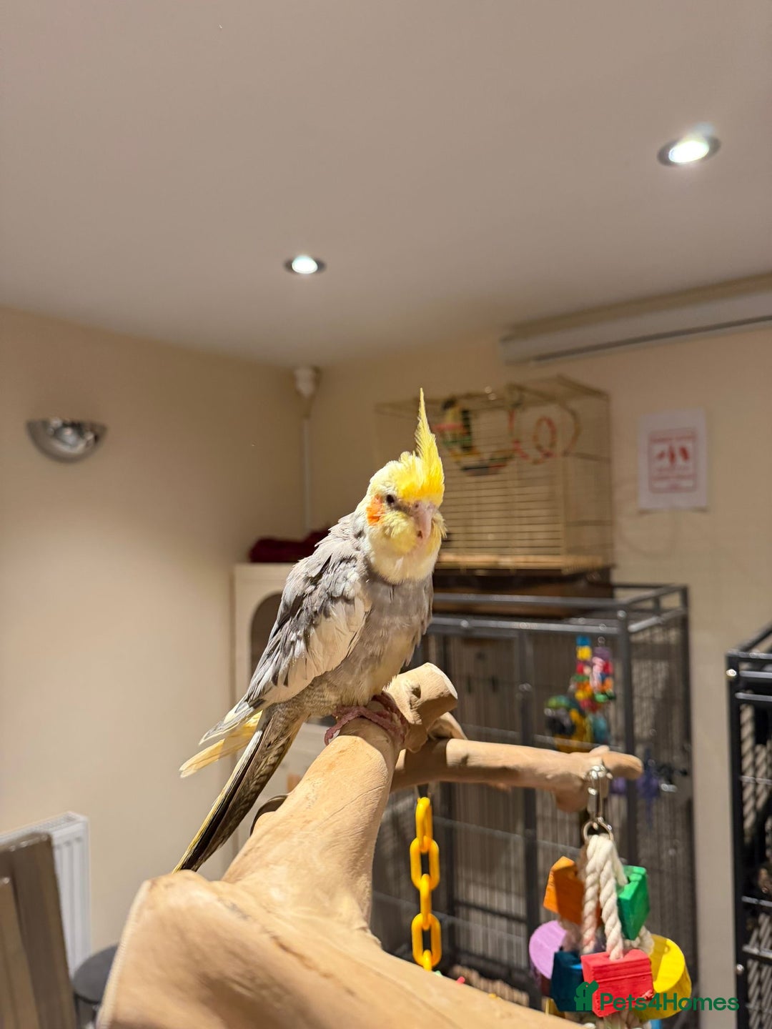 Budgerigars birds for sale: Beautiful Cockatiels for Sale- Tame and not Tame!  - Advert 8