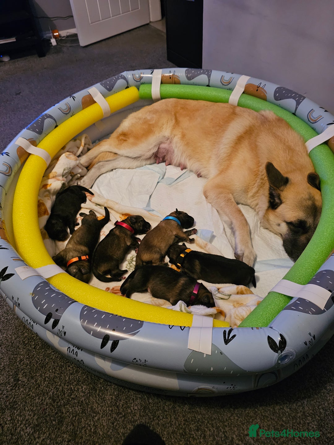 Mixed Breed dogs for sale: German Shepherd x Akita puppies - 4 females left - Advert 2