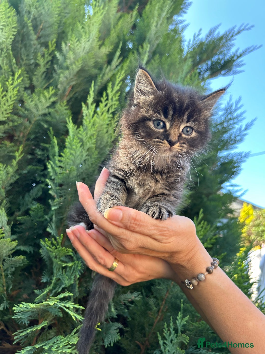 Scottish Fold cats for sale: Adorable Scottish Fold Mix Kittens - Image 10