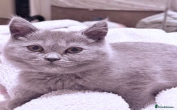 British Shorthair cats for sale: British Shorthair Kittens(1boy and 1girl leftonly) - Image 2