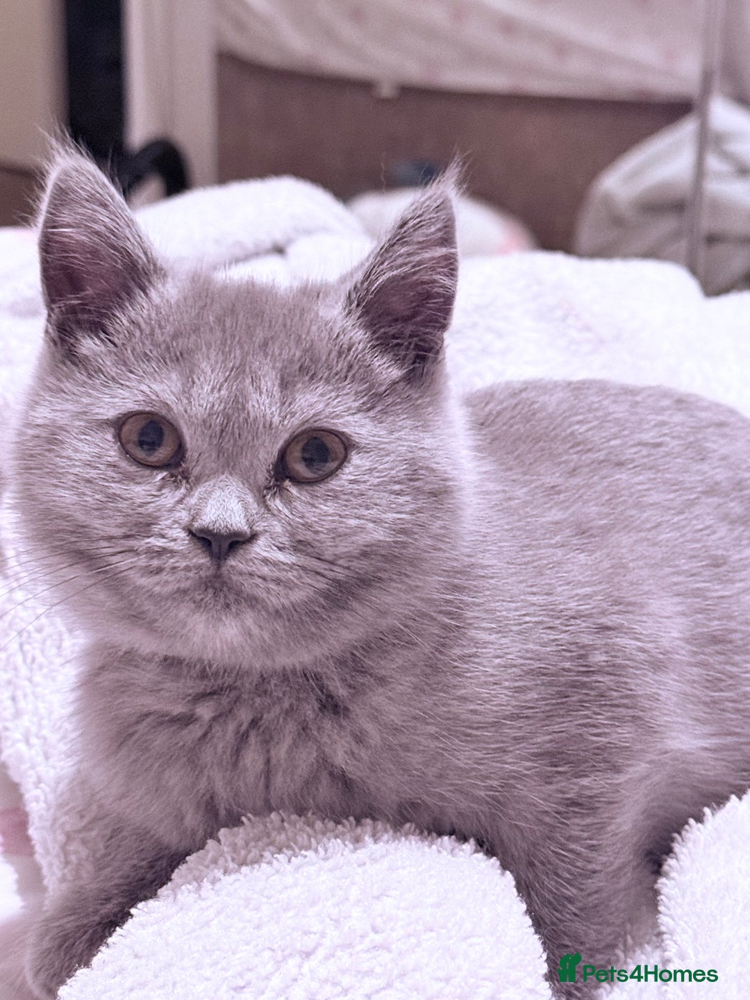 British Shorthair cats for sale: British Shorthair Kittens(1boy and 1girl leftonly) - Image 2