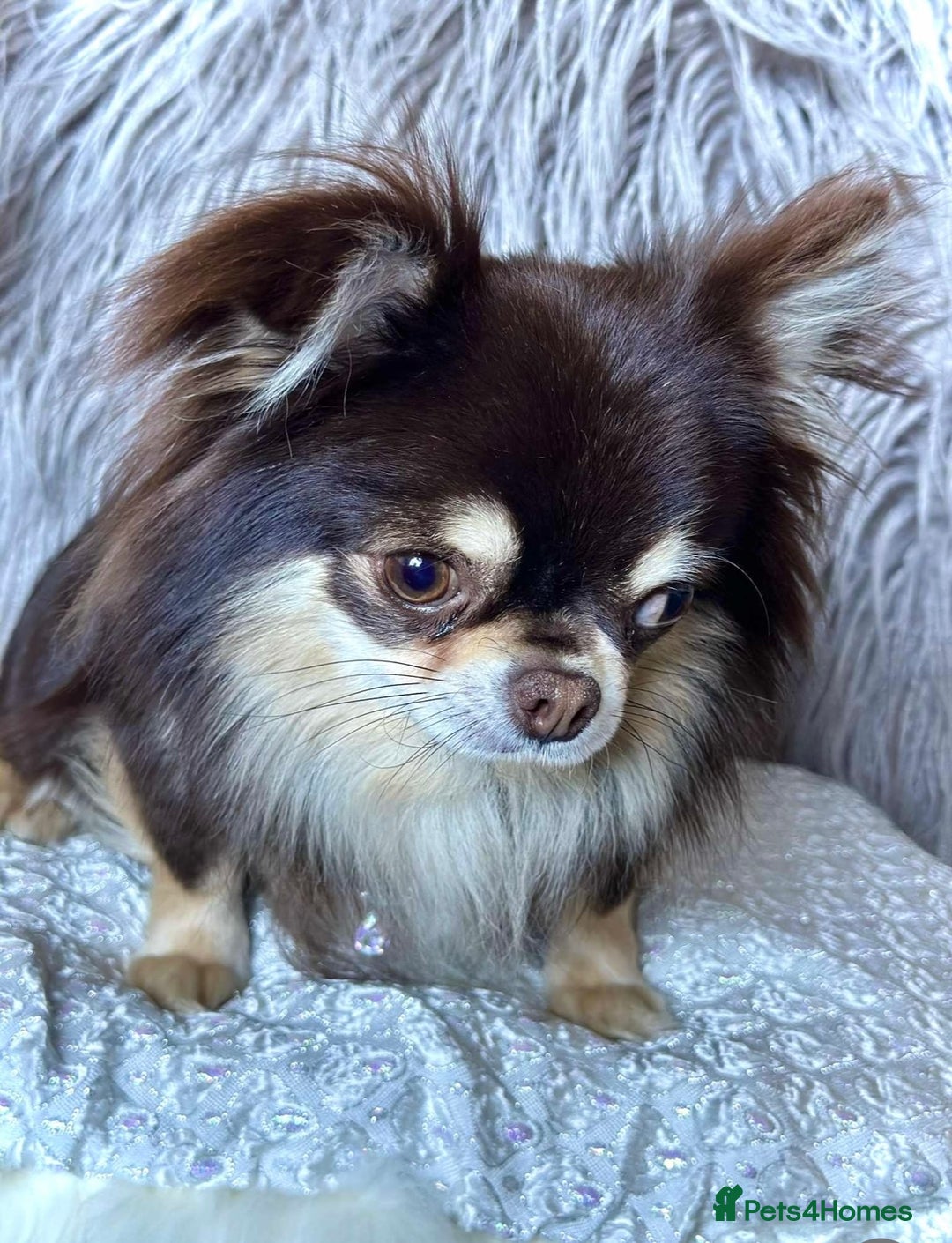 Chihuahua dogs for sale: CHIHUAHUA PUPPIES 🩵🩵 - Image 13