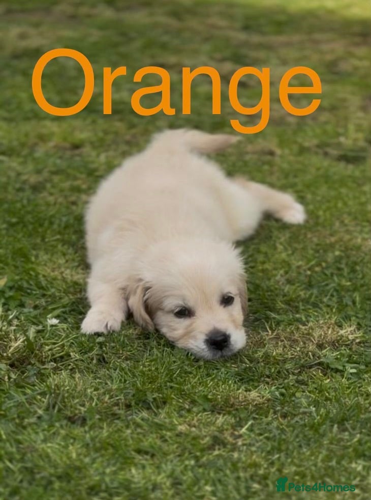 Golden Retriever dogs 🐾 READY NOW, 1 KC boy left.  - Advert 1