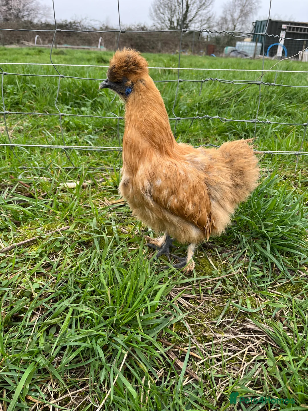 Chickens poultry for sale: Silkie Point of Lay Females  - Advert 1
