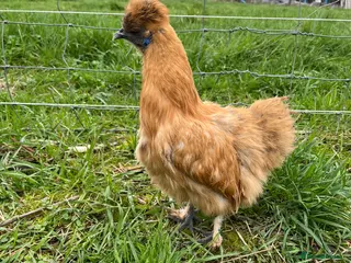 Chickens poultry for sale: Silkie Point of Lay Females - Advert 3