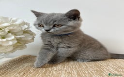 British Shorthair cats for sale: Charming GCCF British Shorthair Kittens 🐈‍⬛  - Image 1
