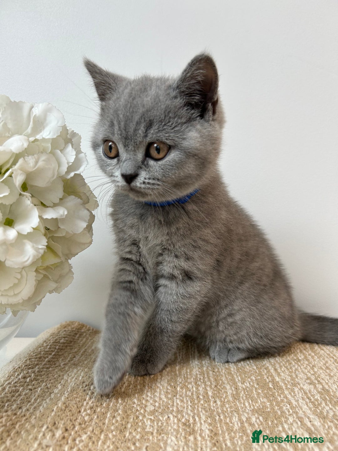 British Shorthair cats for sale: Charming GCCF British Shorthair Kittens 🐈‍⬛  - Image 1