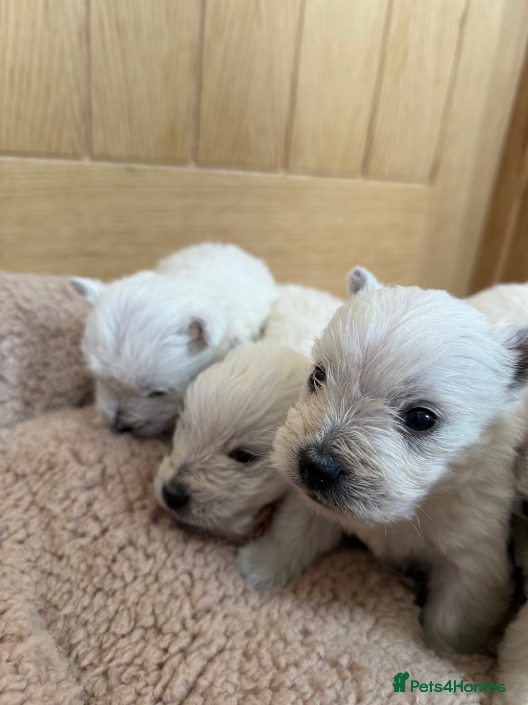 West Highland Terrier dogs for sale: Polish Bloodlines KC Westies.  - Advert 4