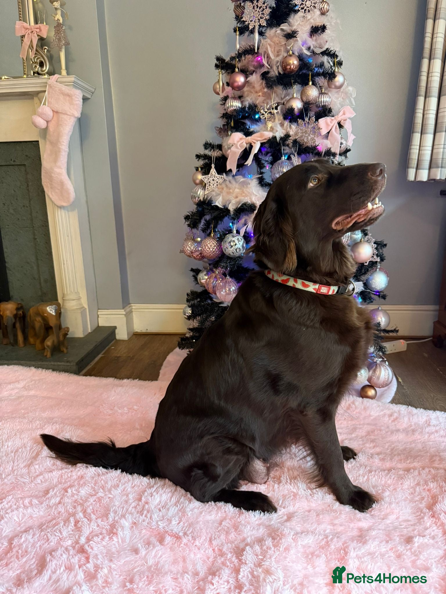 Mixed Breed dogs Golden retriever x Flatcoat retriever  - Advert 4