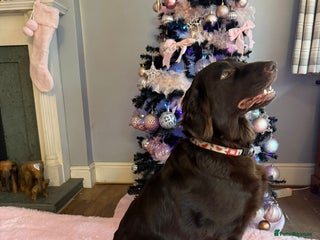 Mixed Breed dogs Golden retriever x Flatcoat retriever - Advert 5