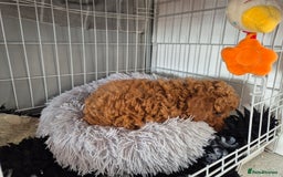 Cavapoo dogs for sale: WAITING LIST NOW OPEN FOR SUMMER 2026.  - Image 28