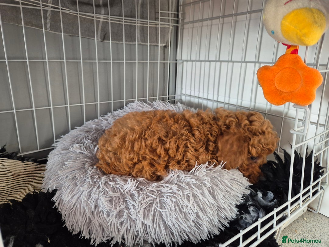 Cavapoo dogs for sale: WAITING LIST NOW OPEN FOR SUMMER 2026.  - Image 28