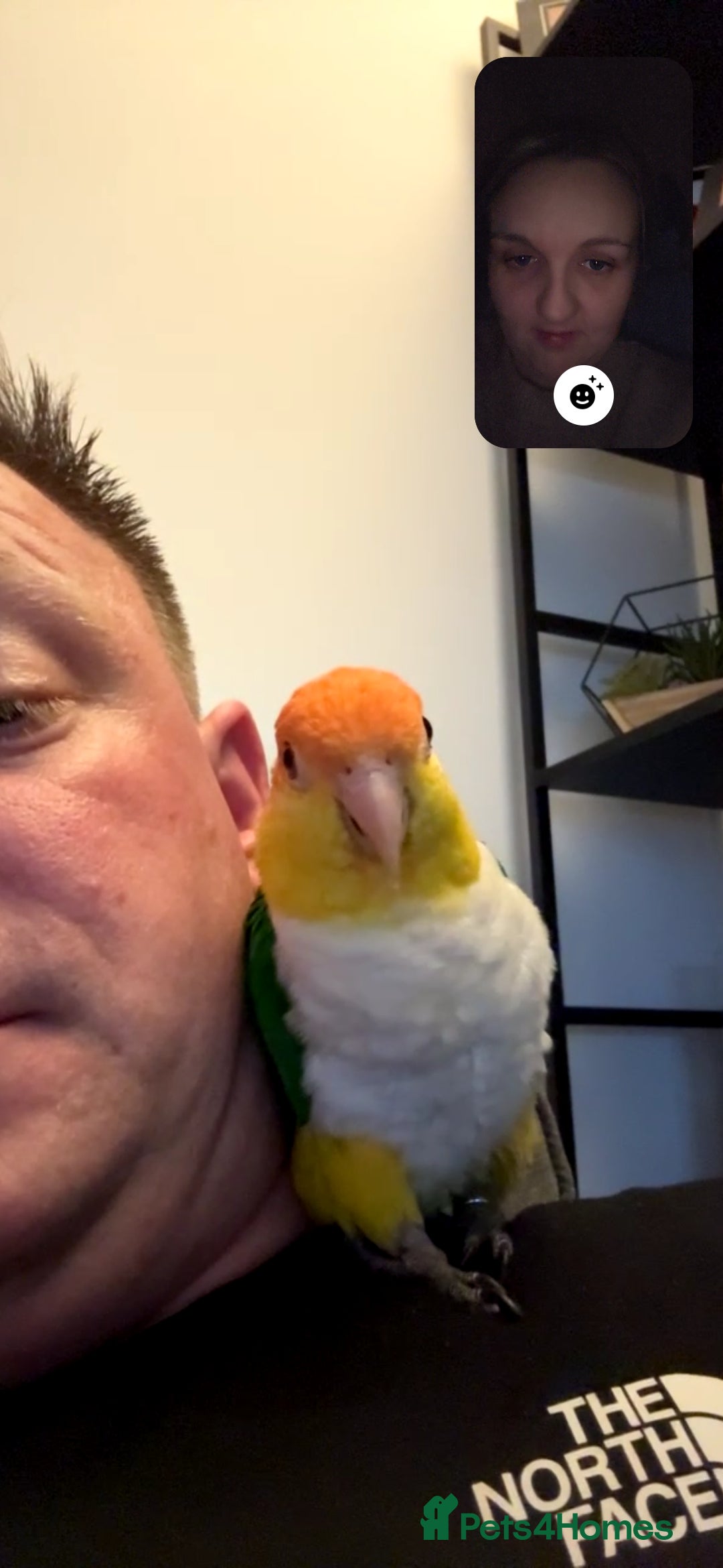 Parrots birds for sale: Male Caique close rung, dna sexed, silly tame - Advert 3