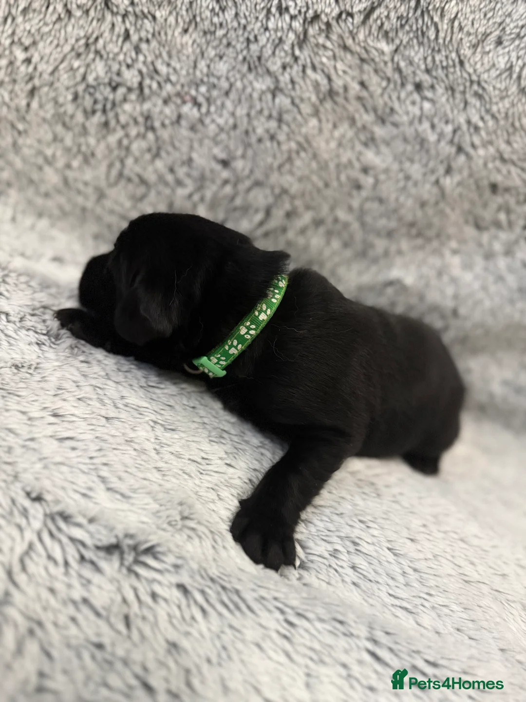 Labrador Retriever dogs for sale: KC Registered Labrador Retriever Puppies - Advert 25