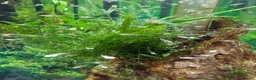 Live Bearers fish for sale: Mixed Guppy Fry / babies. Postage available  - Advert 2