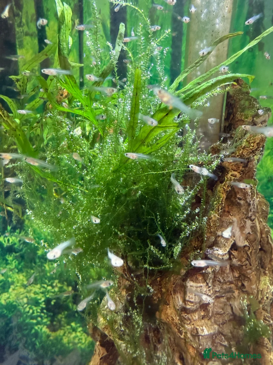 Live Bearers fish for sale: Mixed Guppy Fry / babies. Postage available  - Advert 2
