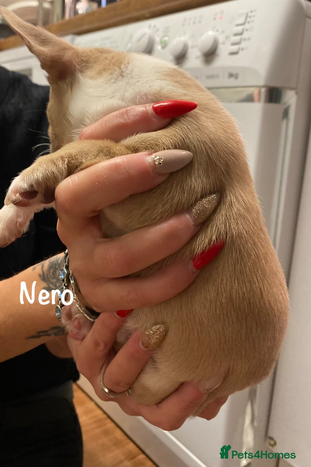 Mixed Breed dogs for sale: Adorable French Bulldog x Chihuahua Male Puppies - Image 7