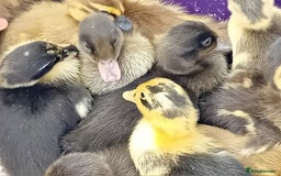 Ducks poultry for sale: Mixed Color Indian Runner Ducklings - Image 2