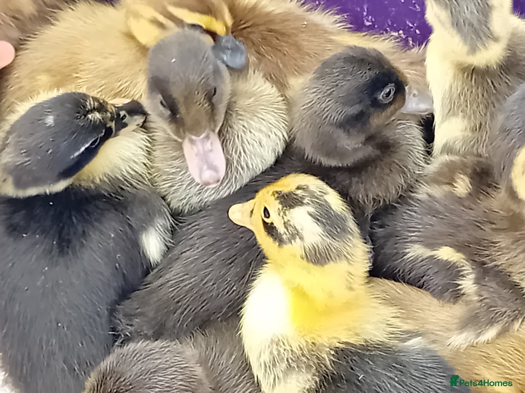 Ducks poultry for sale: Mixed Color Indian Runner Ducklings - Image 2