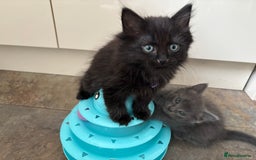 Russian Blue cats for sale: Russian Blue x Ragdoll Kittens - Image 3