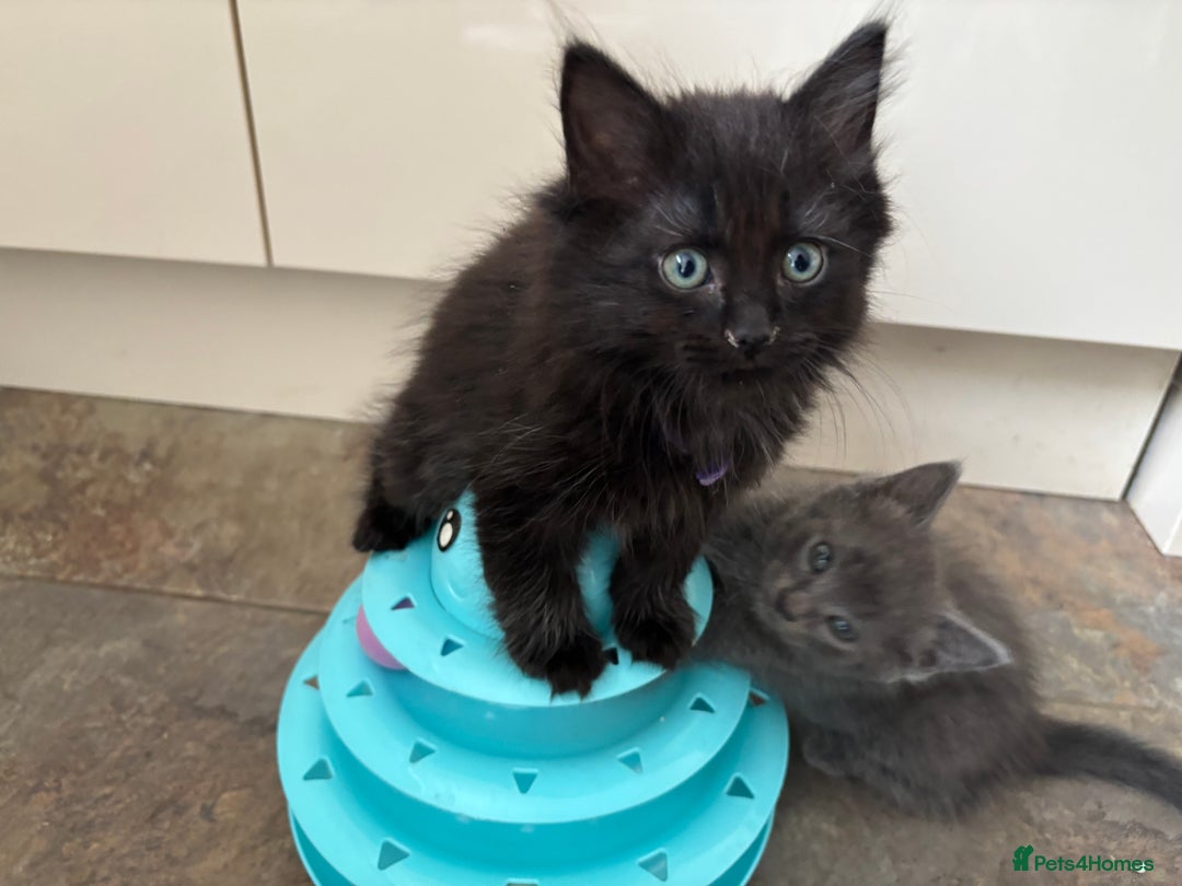 Russian Blue cats for sale: Russian Blue x Ragdoll Kittens - Image 3
