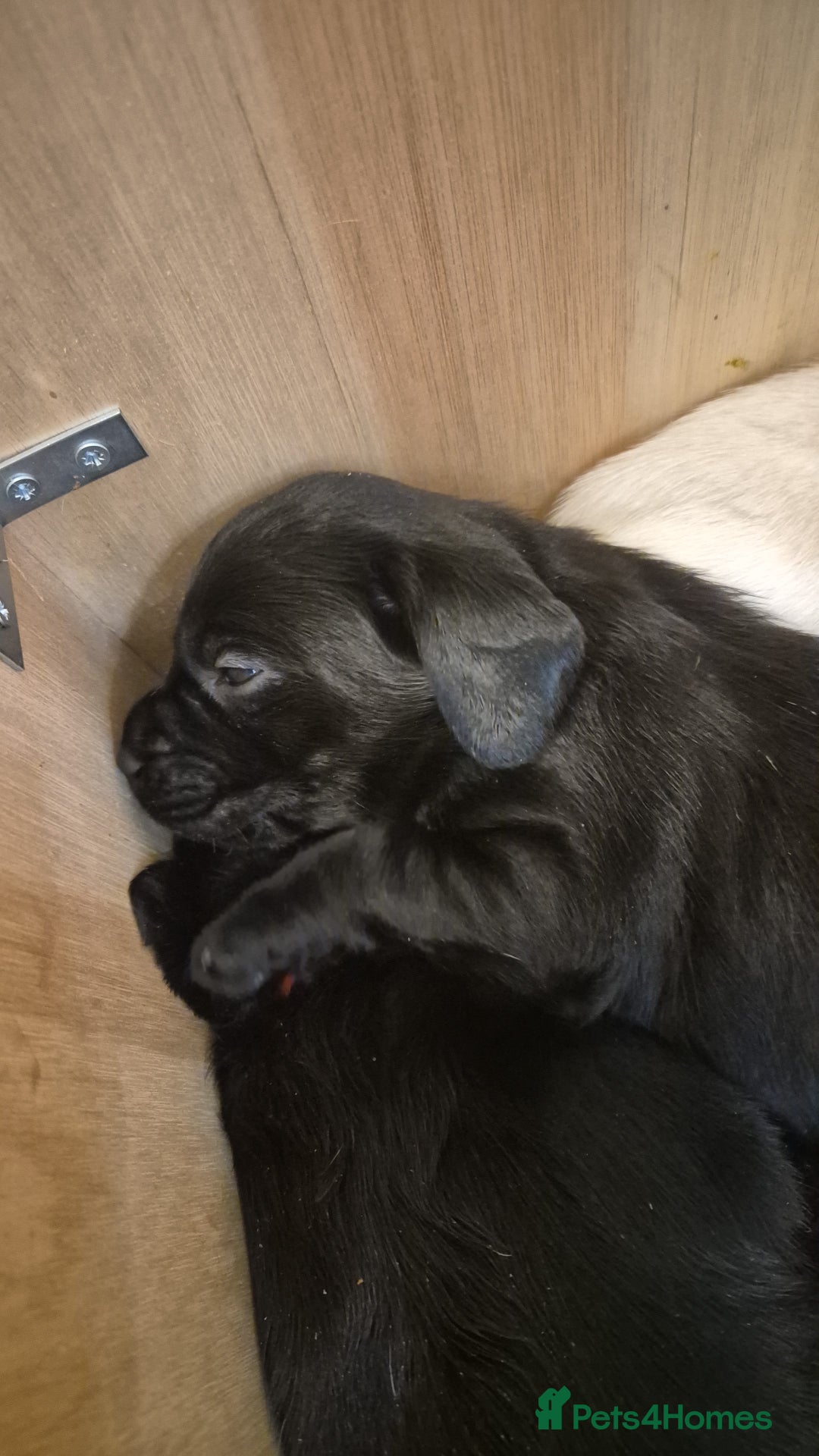 Labrador Retriever dogs for sale: Black labradors for sale  - Advert 3