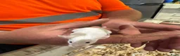 Mouse rodents for sale: Baby mice ready 1st June - Advert 2