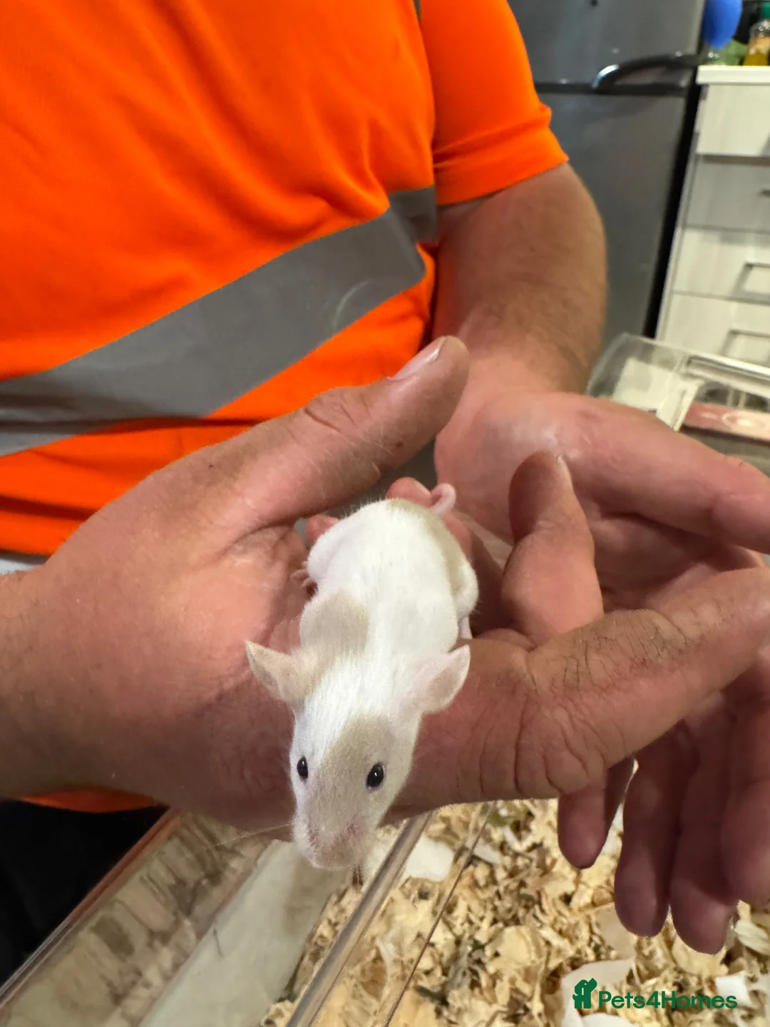 Mouse rodents for sale: Baby mice ready 1st June - Advert 2