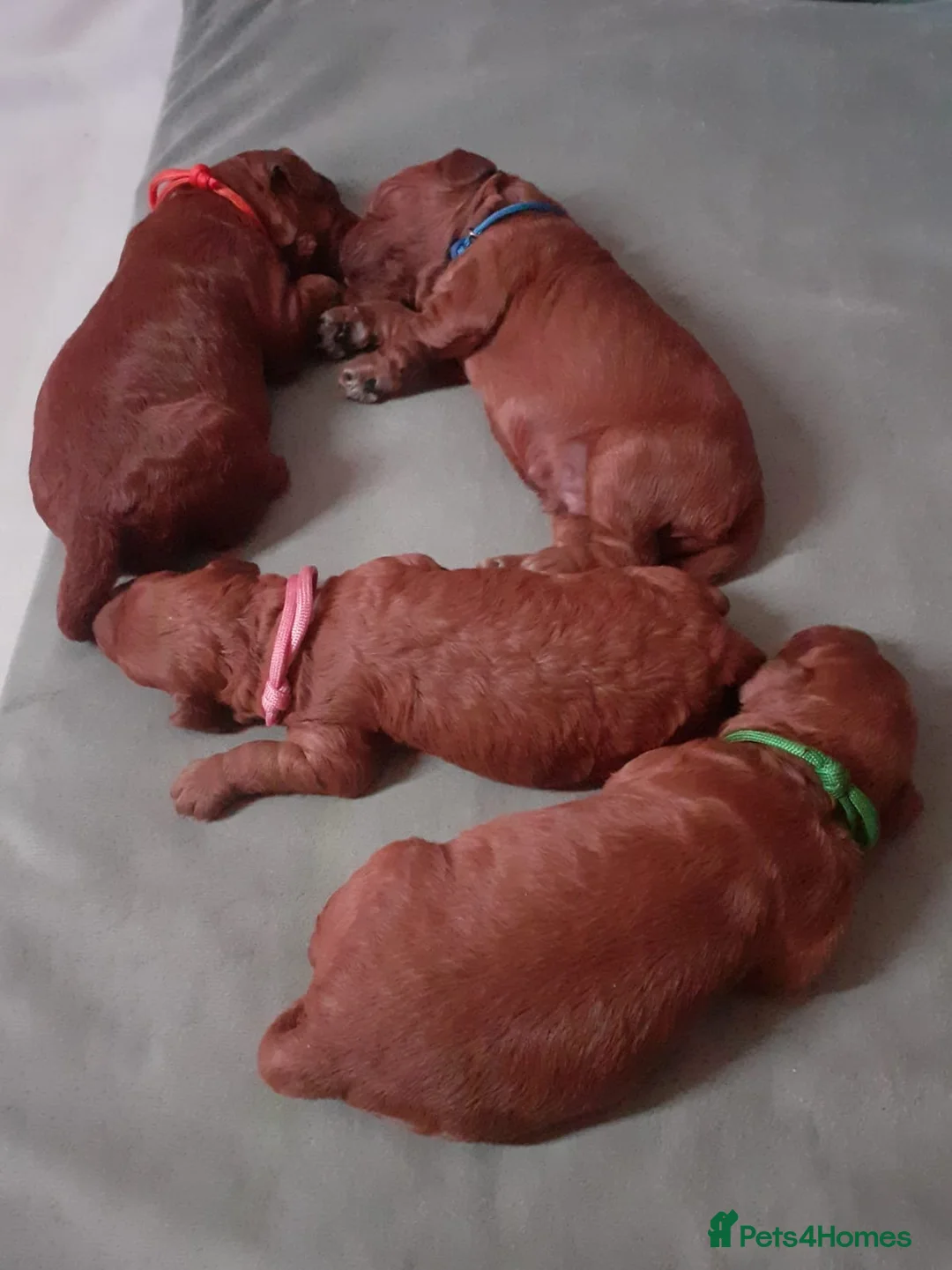 Cockapoo dogs for stud: F1 Red Cockapoo PROVEN Stud-Extensively DNA Tested in Stafford - Advert 9