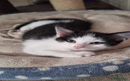 Mixed Breed cats for sale: Gorgeous male kitten, full of personality! - Image 4