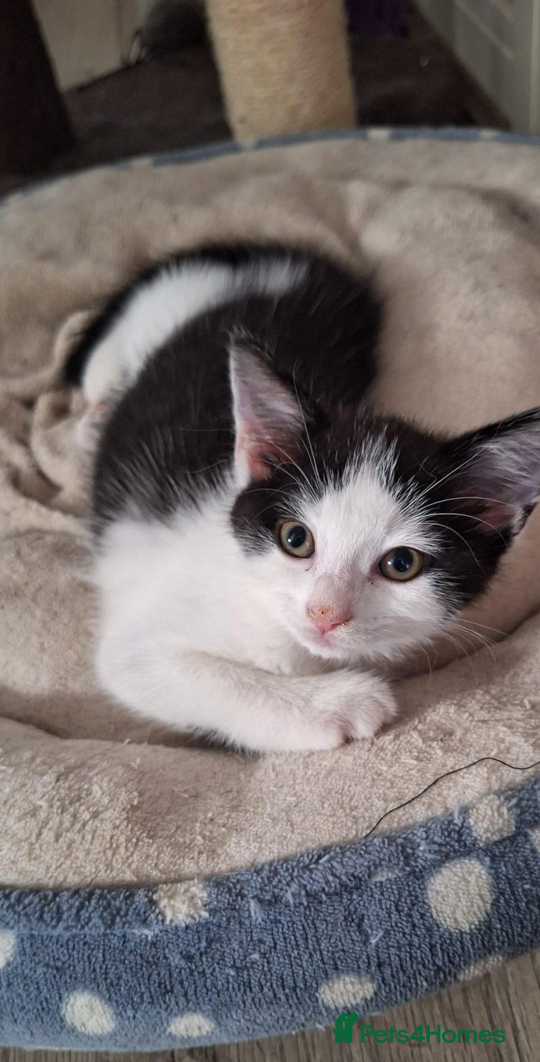 Mixed Breed cats for sale: Gorgeous male kitten, full of personality! - Image 4
