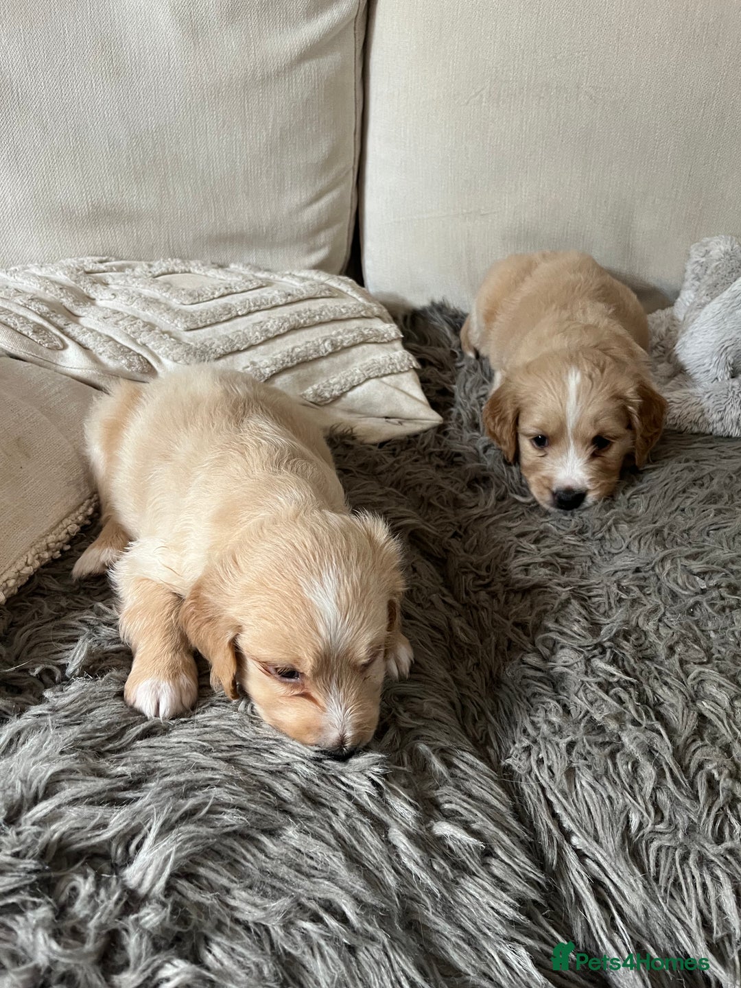 Mixed Breed dogs for sale: Beautiful Golden Cockapoo Retrieve puppies - Image 9