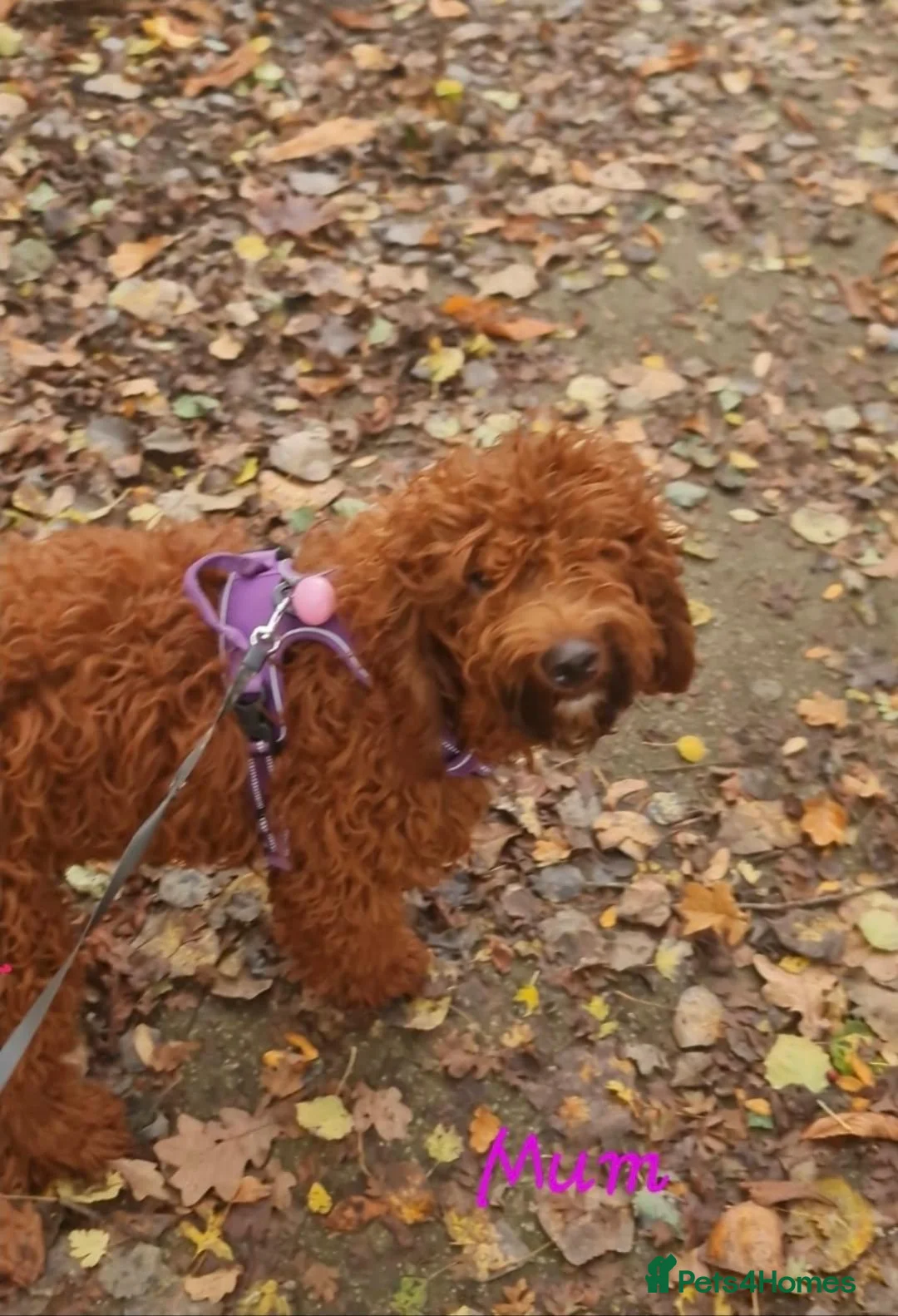 Irish Doodle dogs for sale: 👑Finest Quality Deepest Red Irish Doodles👑 - Advert 1