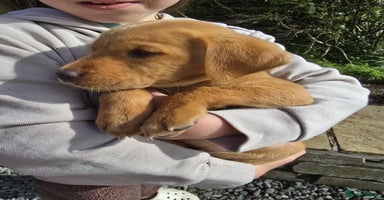 Labrador Retriever dogs - Advert 3