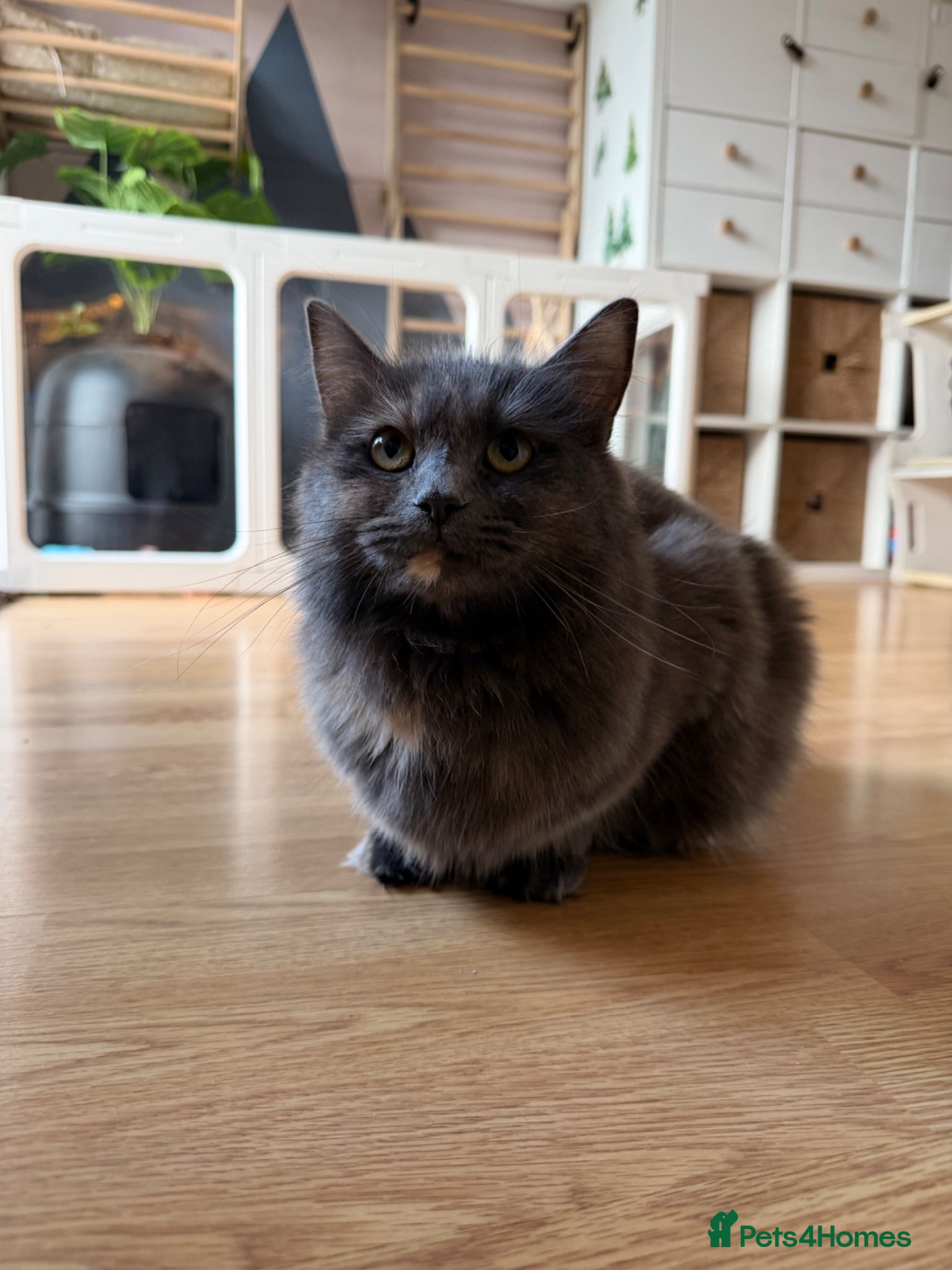 Mixed Breed cats Ragdoll x mainecoon cross  - Advert 1