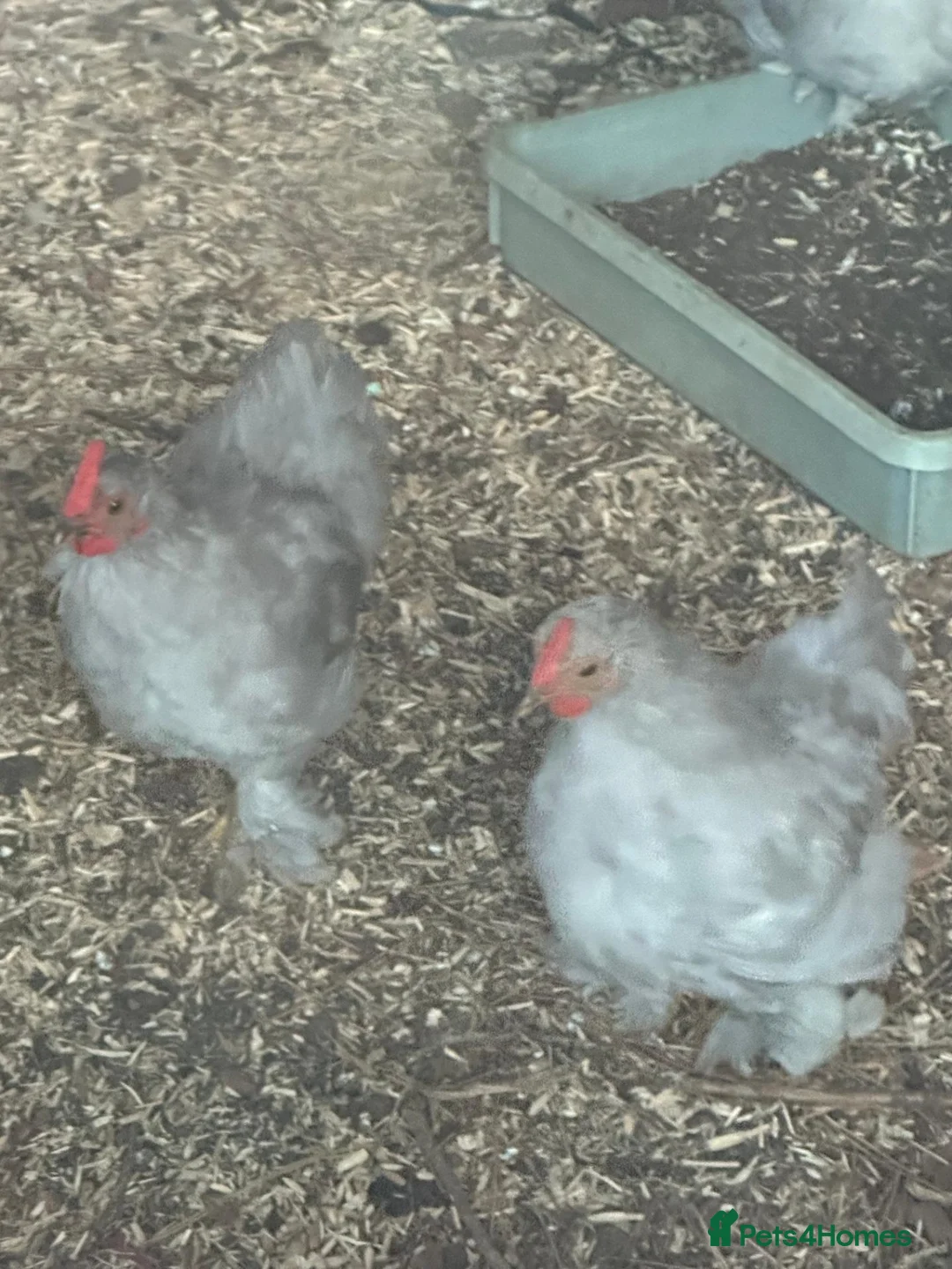 Chickens poultry for sale: 4 lavender pekins + 1 fluffy bantam. in Broadstairs - Advert 2