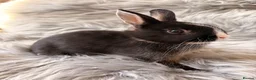 Netherland Dwarf rabbits for sale: Netherland Dwarf Kits For Sale - Advert 11