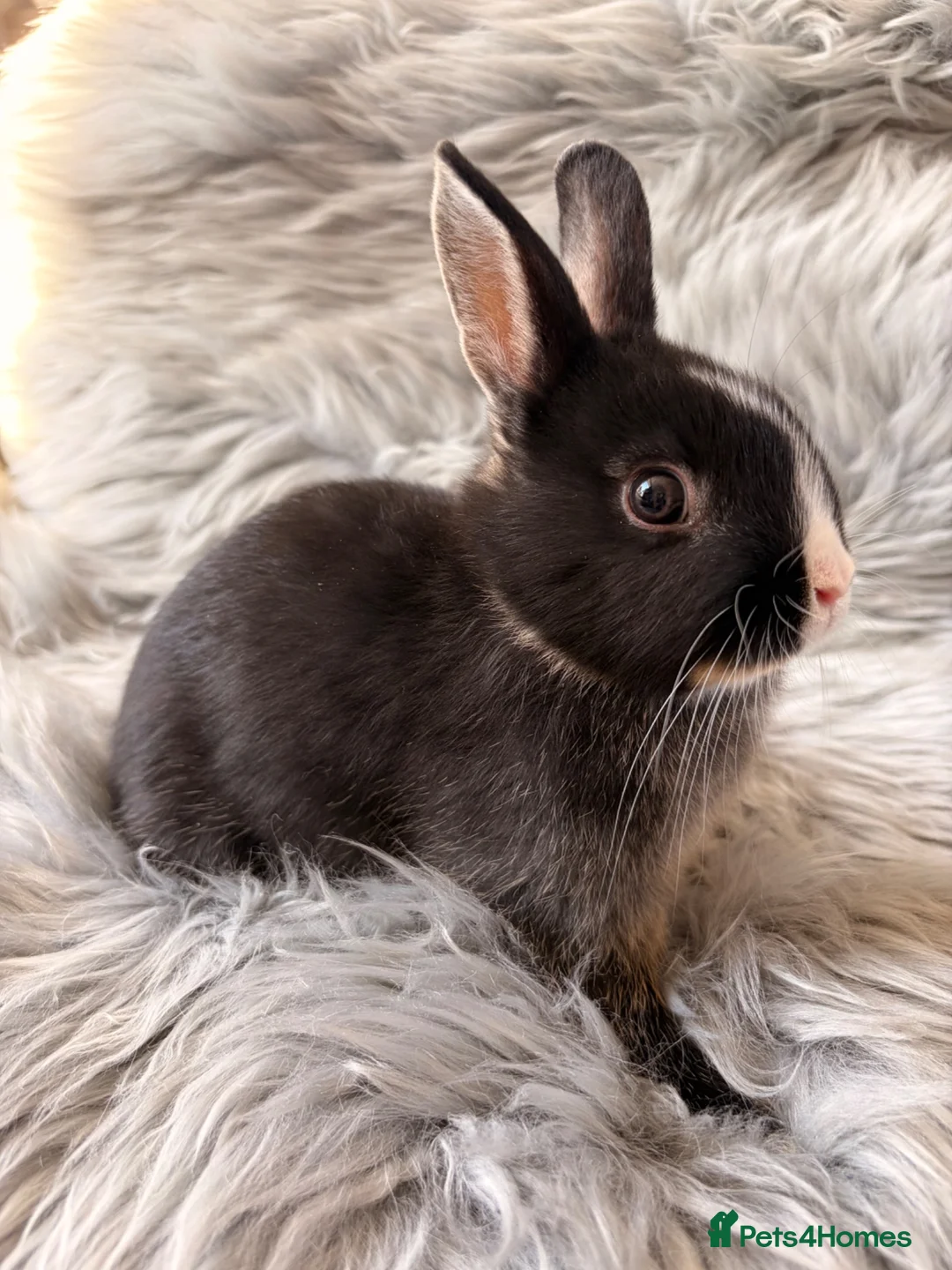 Netherland Dwarf rabbits for sale: Netherland Dwarf Kits For Sale - Advert 11