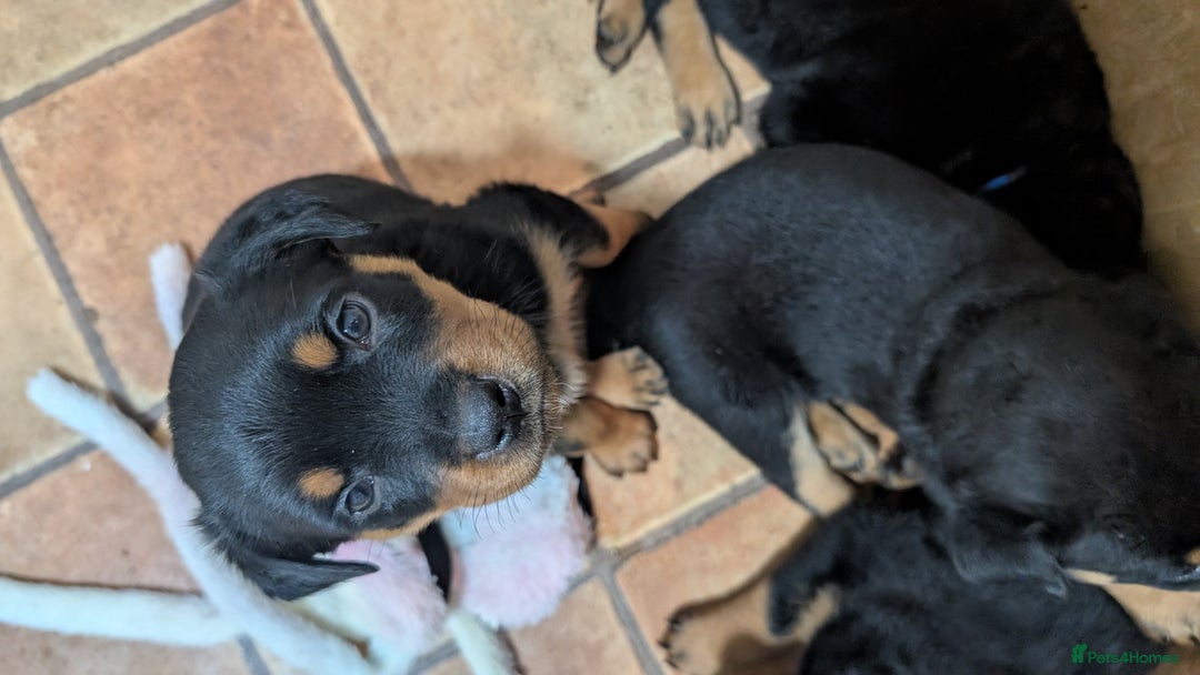 Rottweiler dogs for sale: Rottweiler puppies  - Image 25