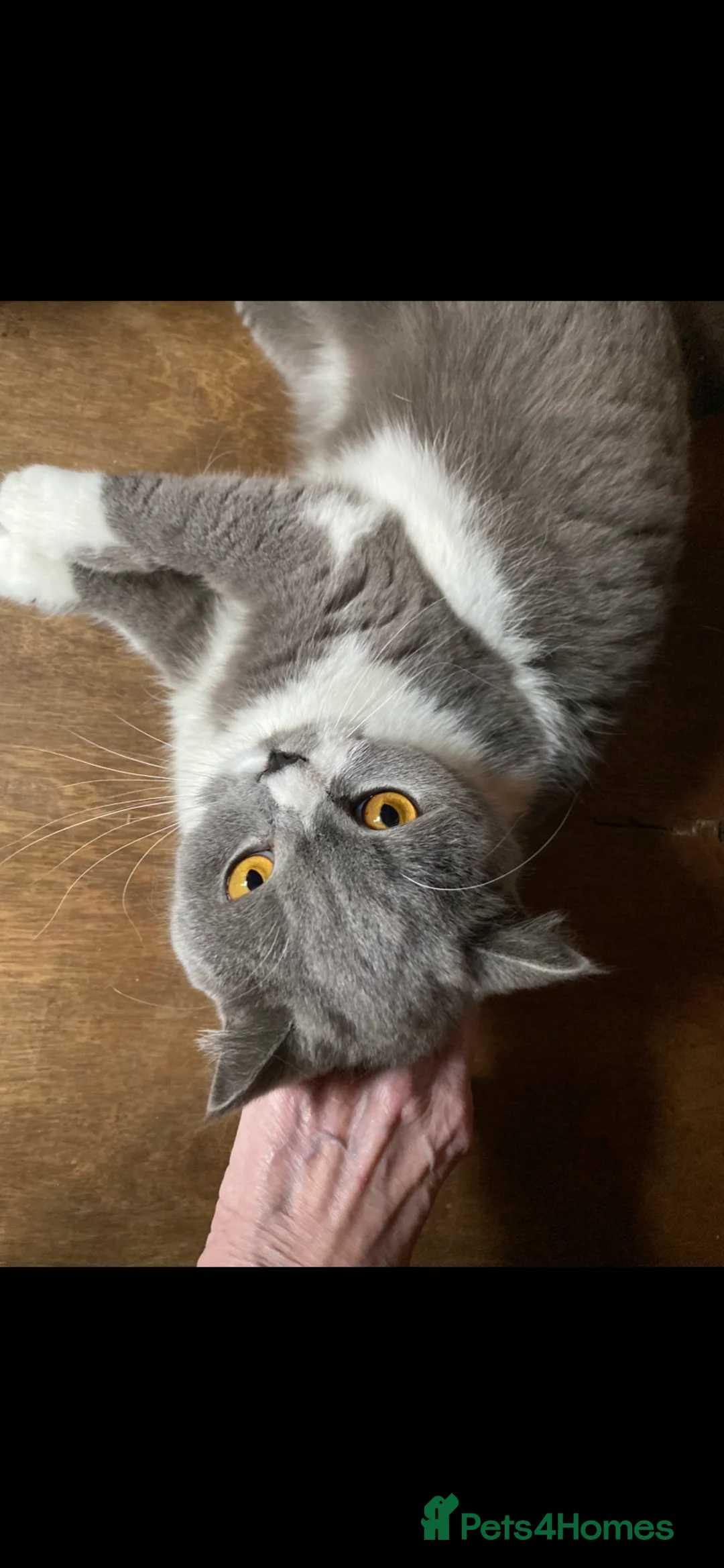 British Shorthair cats for sale: ADULT RE-HOME BRITISH SHORTHAIR BI - Advert 3