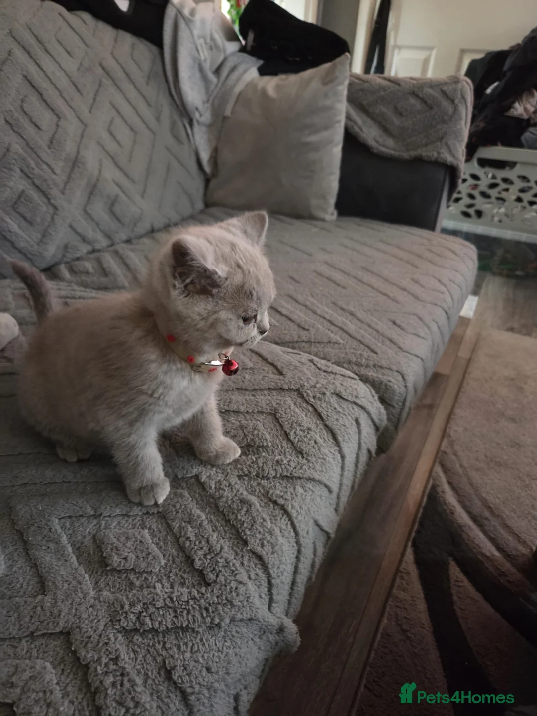 British Shorthair cats for sale: BSH lilac kittens 2 male 2 femal ready now. - Advert 9