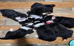 Border Collie dogs for sale: Border Collie Puppies - Image 2