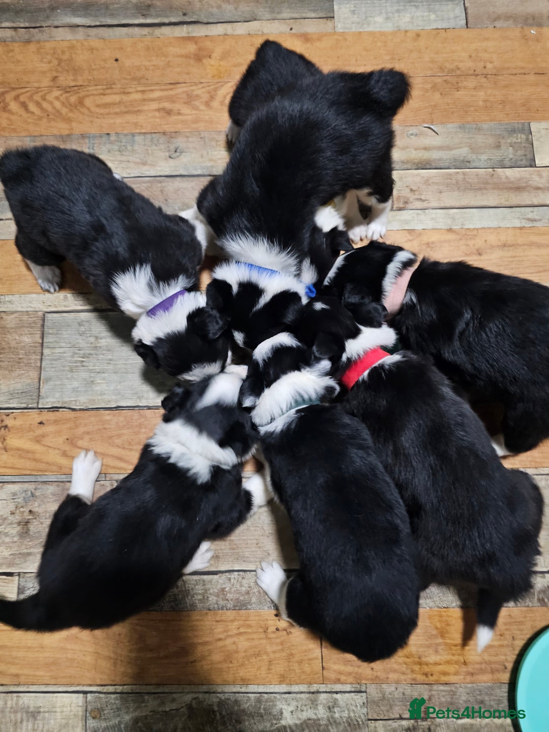 Border Collie dogs for sale: Border Collie Puppies - Image 2