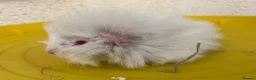 Guinea Pig rodents for sale: 10 week old male guinea pigs in Torrington - Advert 22