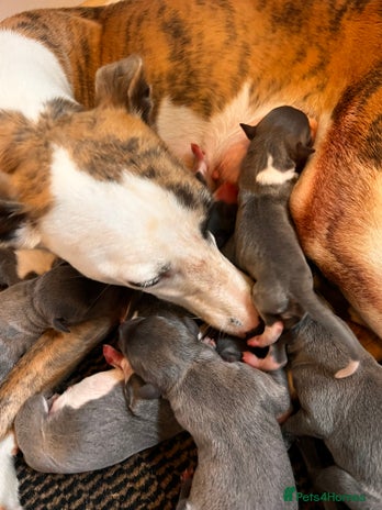 Whippet dogs - Advert 2